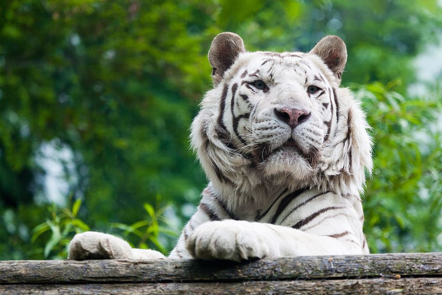 close-up photography of white tiger, albino, animal, big, carnivore, HD wallpaper
