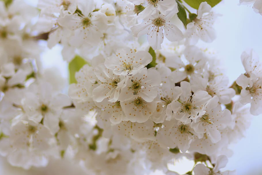 flowers, tree, visin, white, casey, flourished, spring, flowering plant HD wallpaper