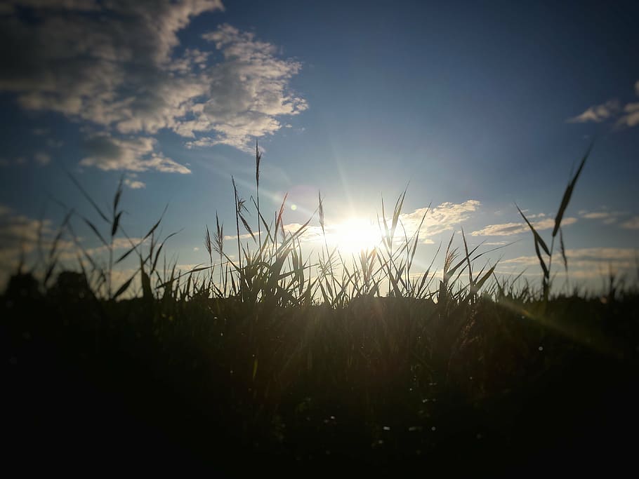 the sun, sky, meadow, clouds, view, tranquility, cloud - sky HD wallpaper