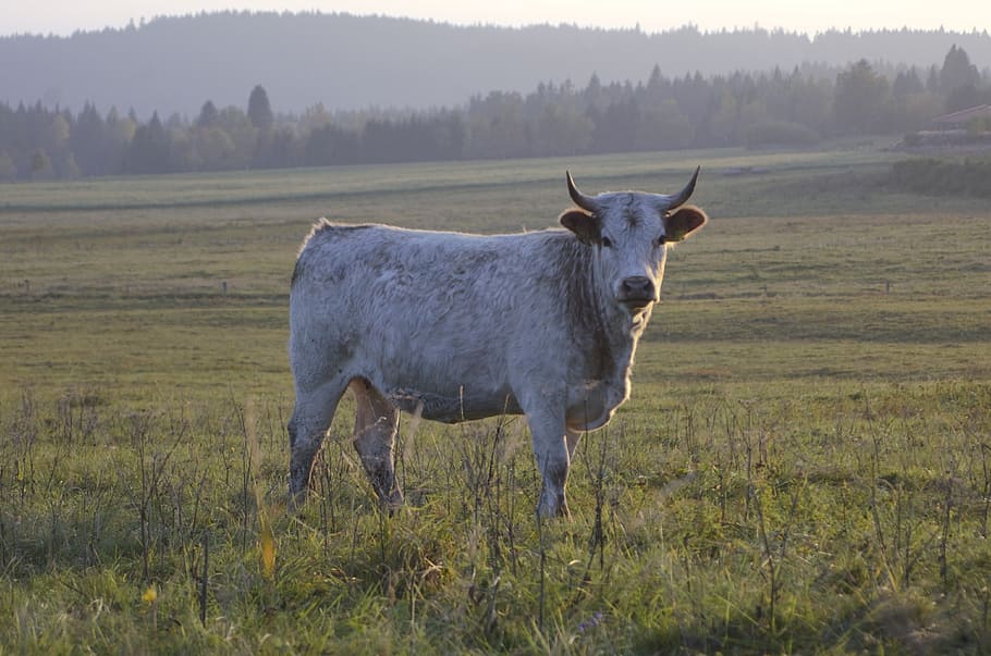 cow, white, nature, scot, animal themes, grass, mammal, field, HD wallpaper