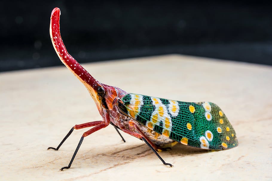canthigaster cicada, fulgoromorpha, insect, proboscis, long HD wallpaper