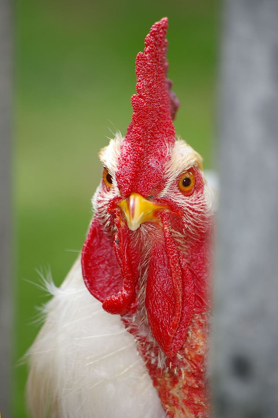 selective focus photography of white chicken, Hahn, Cockscomb HD wallpaper