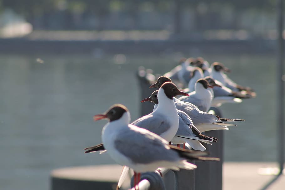 lake, lake constance, bregenz, gull, water, bird, vertebrate HD wallpaper