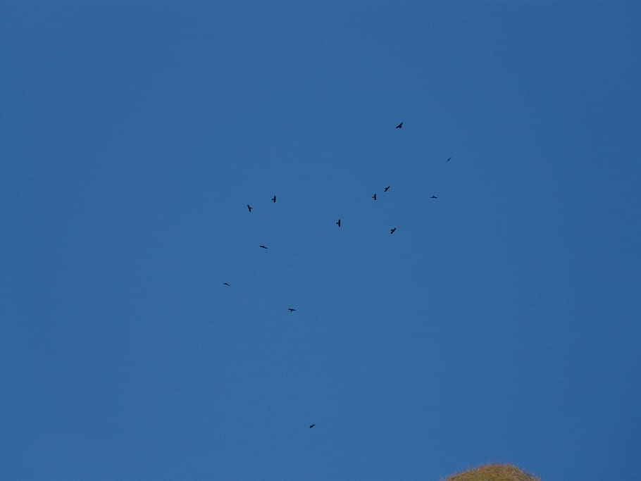 jackdaws, sky, flying, birds, bird swarm, corvus monedula, corvidae, HD wallpaper