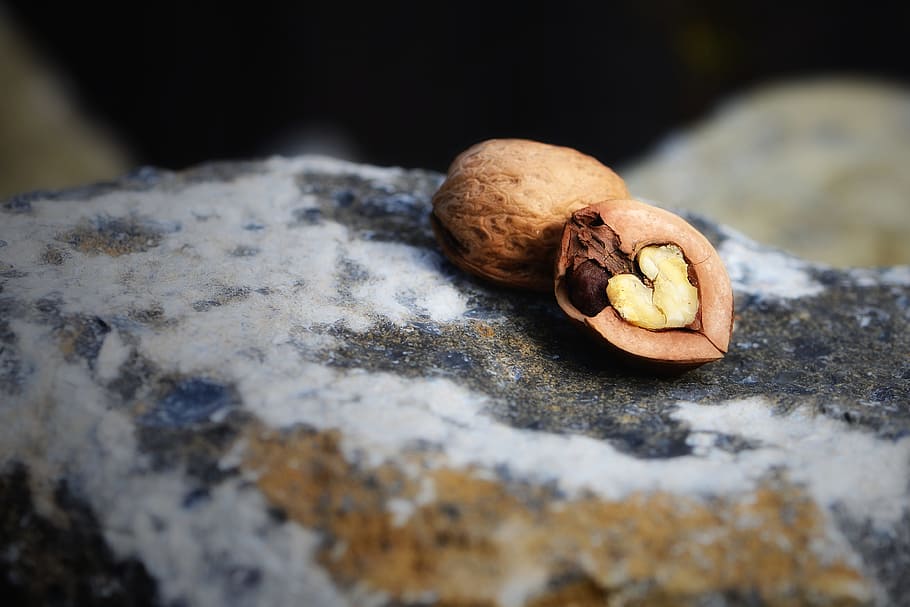 selective focus photography of nut on rock, hard shell soft core HD wallpaper