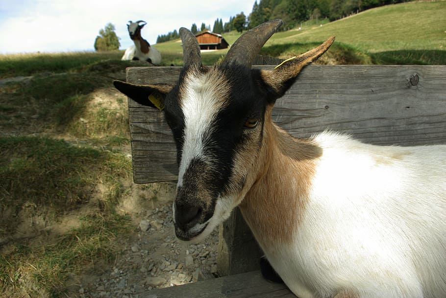 goat, pet, kid, dwarf goat, livestock, cute, domestic goat HD wallpaper