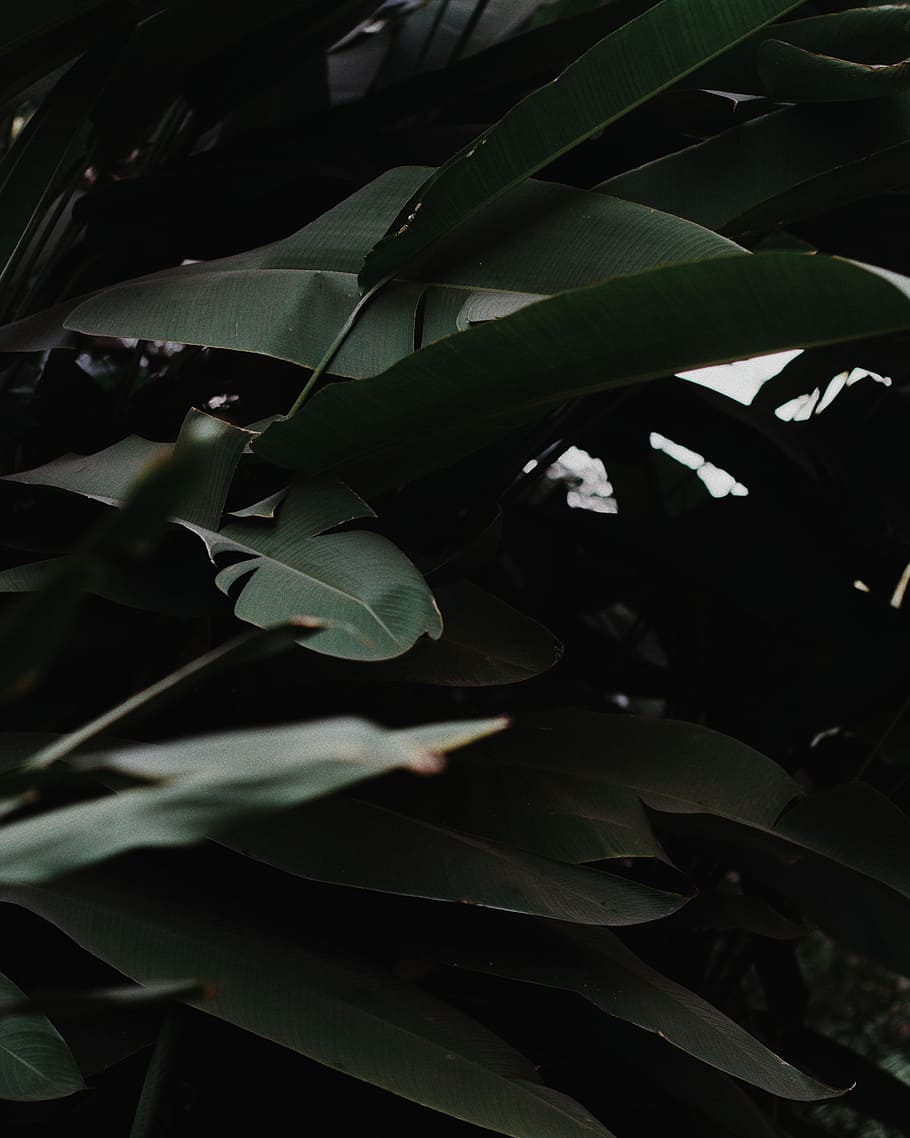 closeup photo of green leaf plant, tree, forest, plant part HD wallpaper