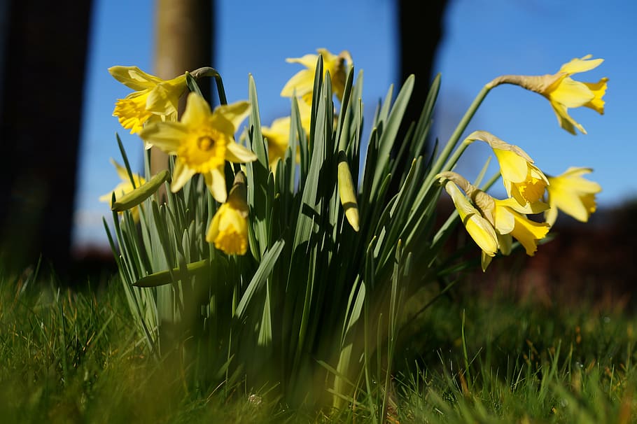 daffodils, osterglocken, narcissus pseudonarcissus, flowers, HD wallpaper