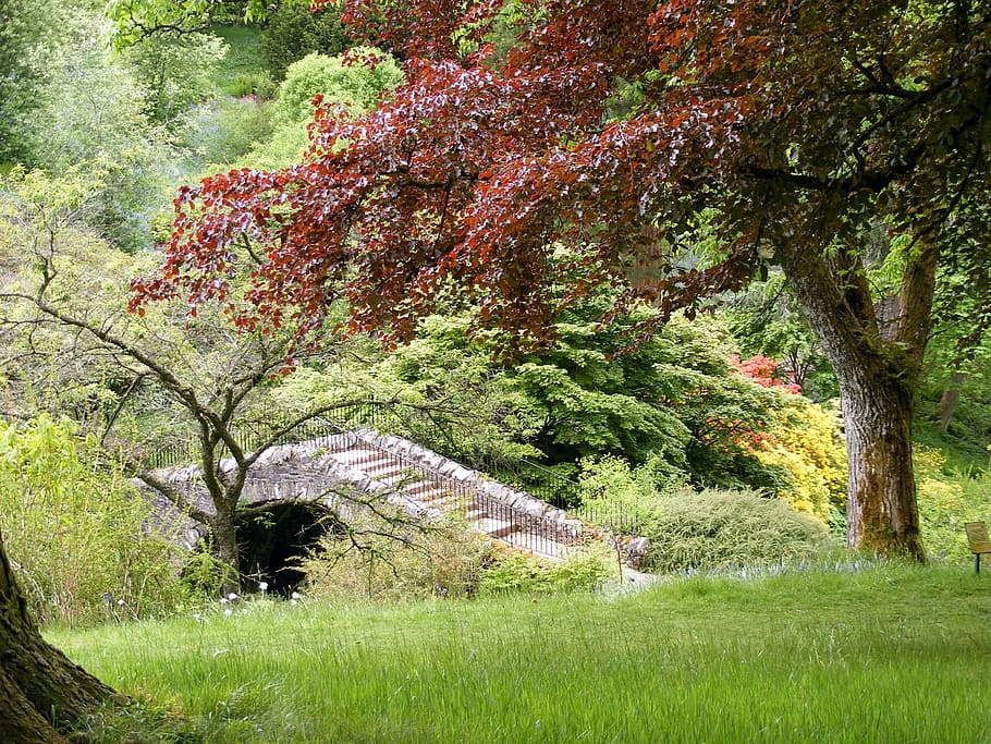 red leafed tree near brown concrete bridge during daytime, garden HD wallpaper