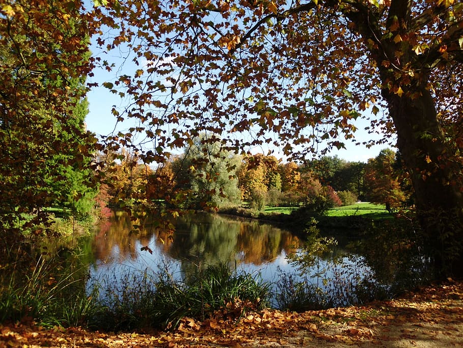nature, more, summer, tree, plant, water, reflection, lake HD wallpaper