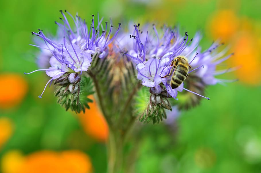 blossom, bloom, bee, sprinkle, insect, flower, pollen, garden HD wallpaper