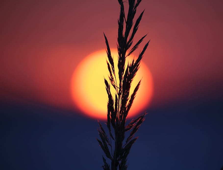 sunset, afterglow, grass, grasses, evening sky, abendstimmung HD wallpaper