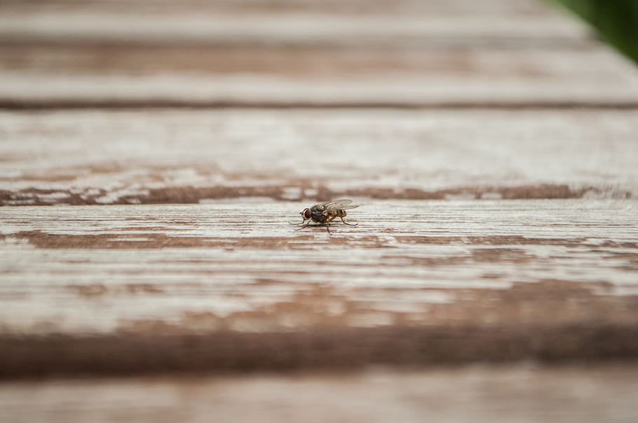 table, fly, wood, wood - material, animal themes, selective focus HD wallpaper