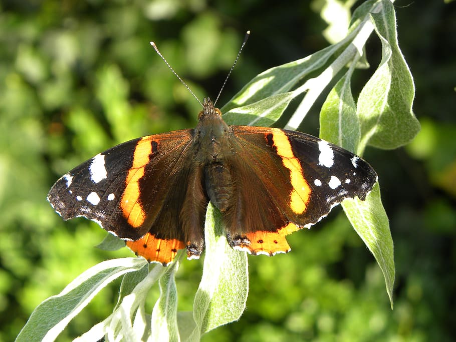 butterfly, bug, atalanta, papillon, nature, garden, insects HD wallpaper