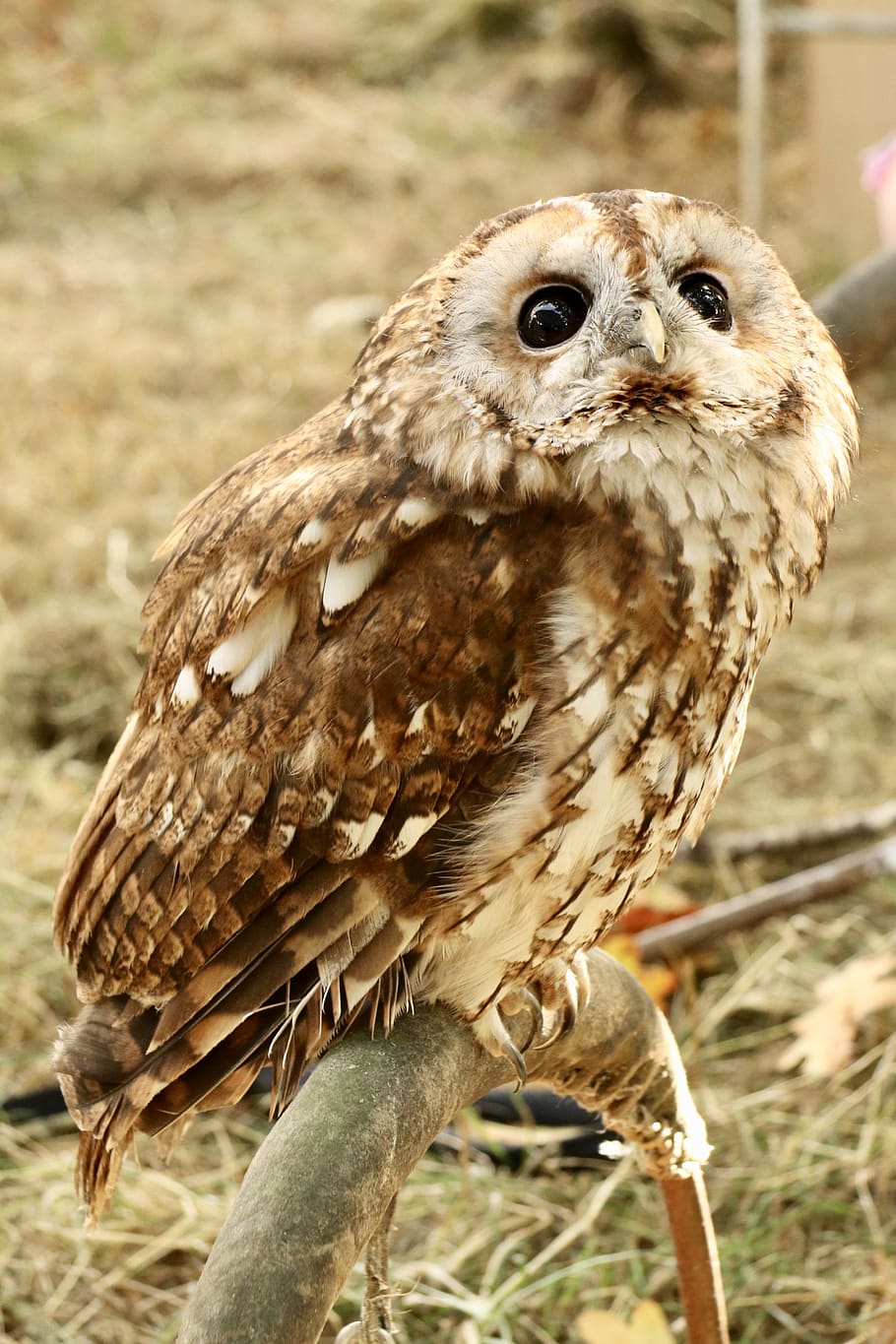 tawny owl, nocturnal bird, animal themes, animal wildlife, one animal