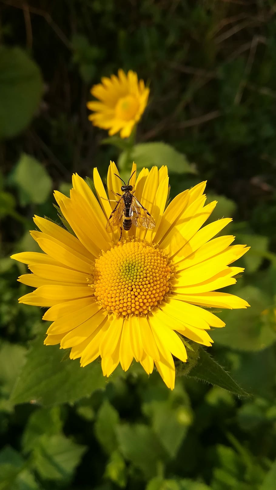 daisy, fly, insect, colorfully, sun, yellow, nature, flower, HD wallpaper