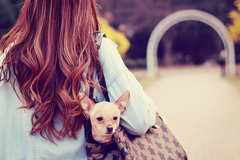 woman carrying short-coat dog in bag at daytime, pets, animal HD wallpaper