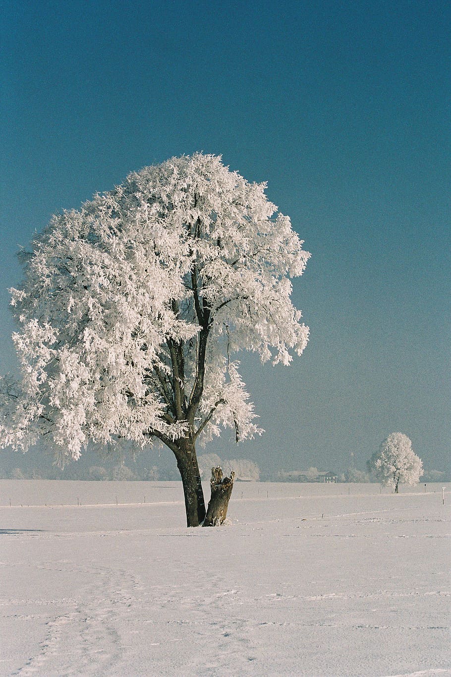 white leafed tree on snow field, hoarfrost, solid precipitation HD wallpaper