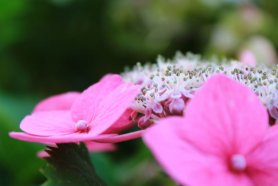 Hydrangea, Flower, Bush, Garden, Nature, flowers, plant, pink HD wallpaper