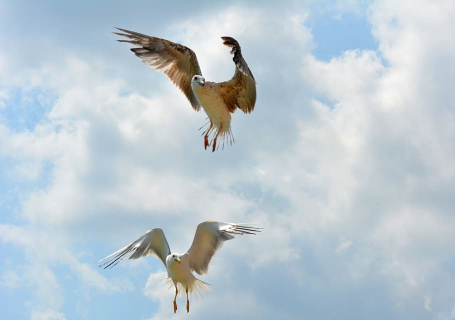 Seagull, Stol, Birds, Flight, Sky, Wings, flying, mid-air, spread wings HD wallpaper