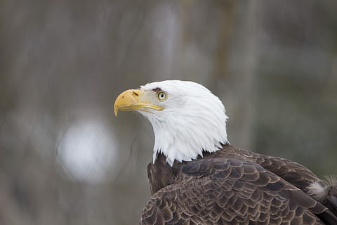 selective focus photography of bald eagle, bald eagle photo, bord HD wallpaper