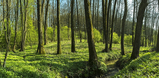 green grass and bark tree, Forest, Trees, Bach, brook, nature HD wallpaper