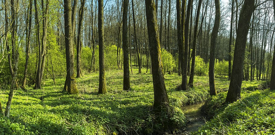 green grass and bark tree, Forest, Trees, Bach, brook, nature HD wallpaper