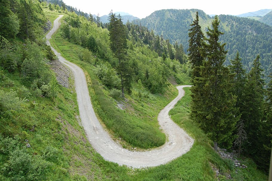 dirt road on hill, curve, pine, trees, green, grass, field HD wallpaper