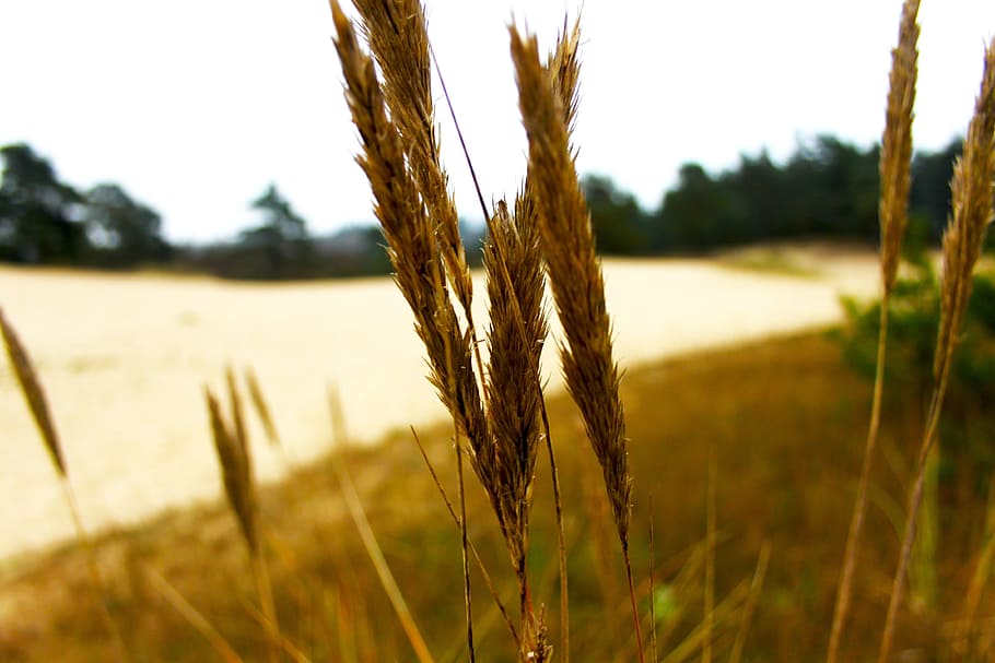 grass, outdoor, nature, tree, blur, plant, growth, agriculture HD wallpaper