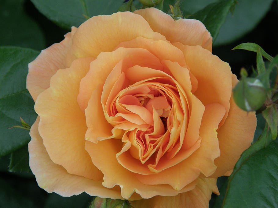 rose, flower, petal, leaf, beauty in nature, flowering plant HD wallpaper