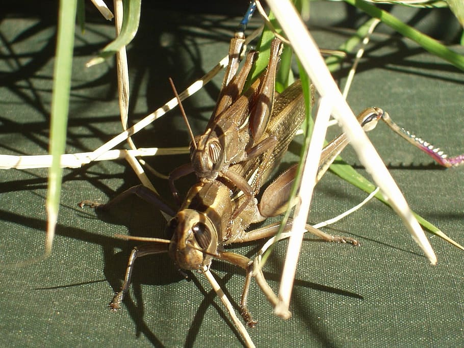 Grasshopper, Insect, Pairing, Couple, macro, close, animals HD wallpaper