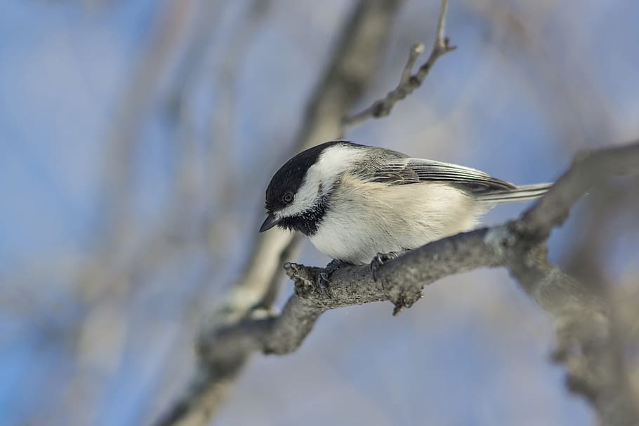 black and white feathered bird perching on tree, white and black bird standing on tree branch HD wallpaper