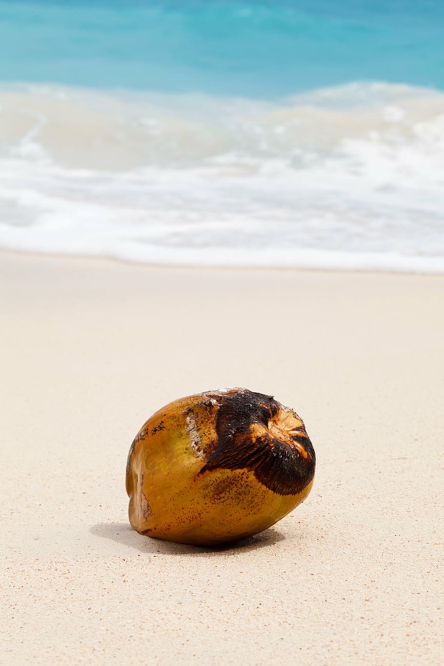 brown coconut near beachline, tropical, ocean, sand, sea, exotic HD wallpaper