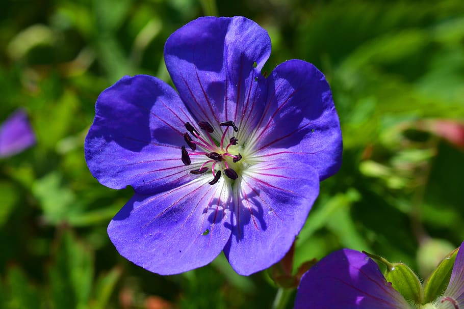 cranesbill, geranium, blossom, bloom, blue, flower, summer HD wallpaper