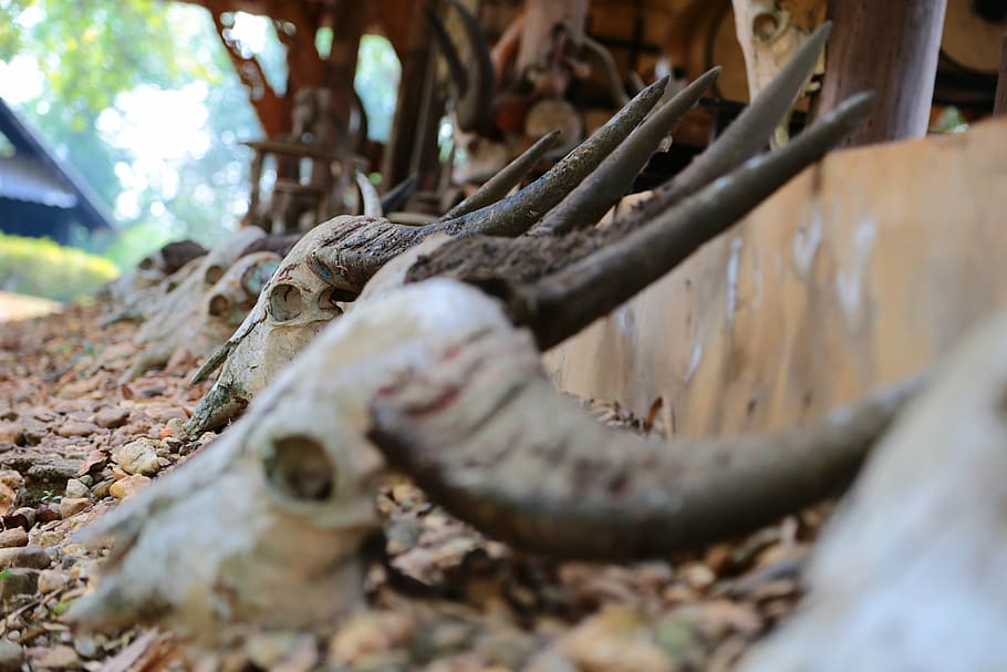skull, buffalo, dead, selective focus, day, tree, close-up HD wallpaper