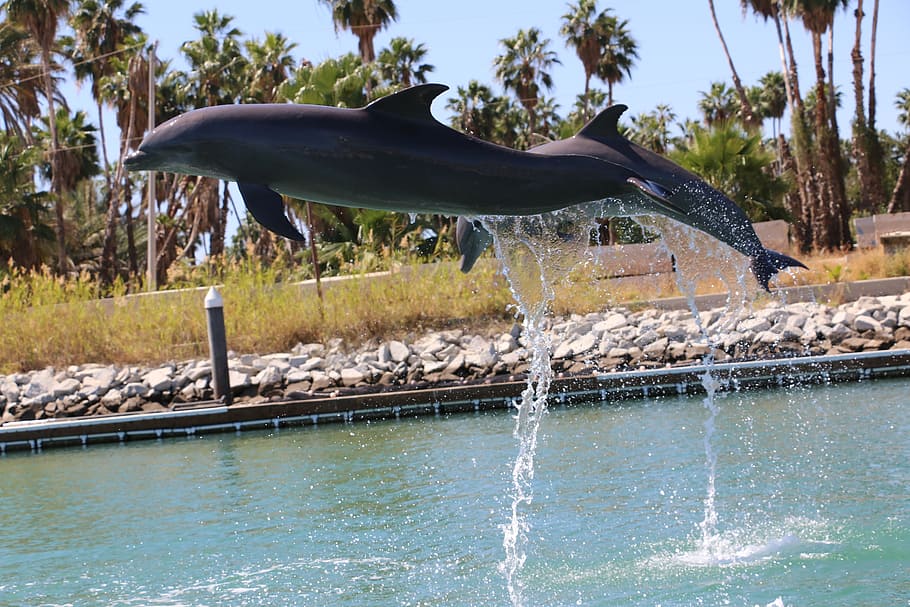 dolphin, dolphins, leap, water, tree, plant, nature, no people HD wallpaper