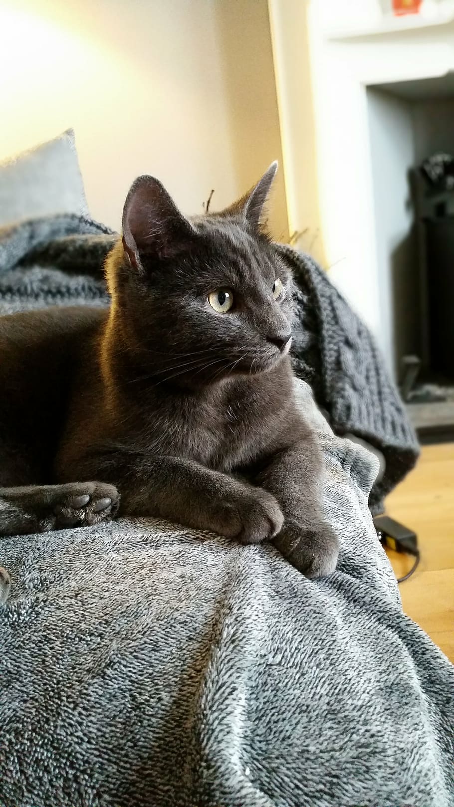 cat, grey, sitting, pets, domestic, mammal, domestic animals HD wallpaper