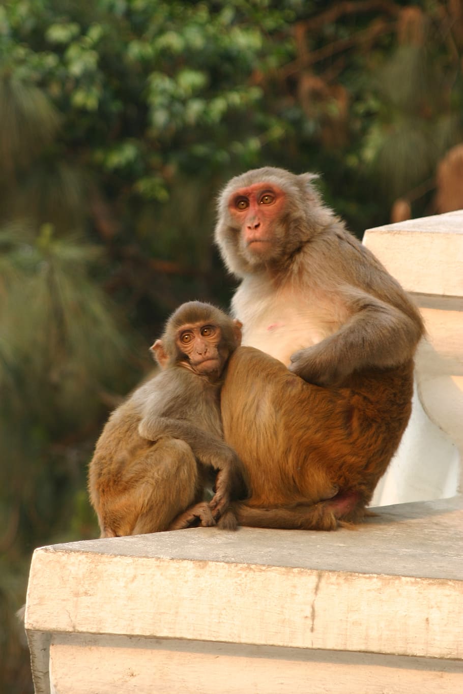 monkey, kathmandu, nepal, little monkey, group of animals, mammal HD wallpaper