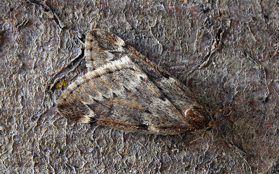 moth, macro, insect, lepidoptera, invertebrate, striped, outdoors HD wallpaper