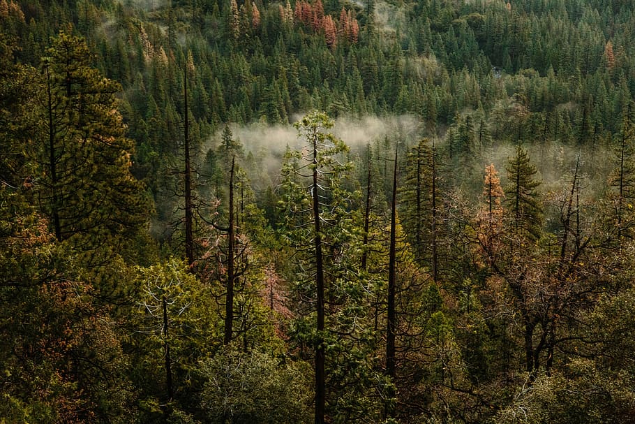 photo of green pine trees, aerial photography of tall brown and green trees HD wallpaper