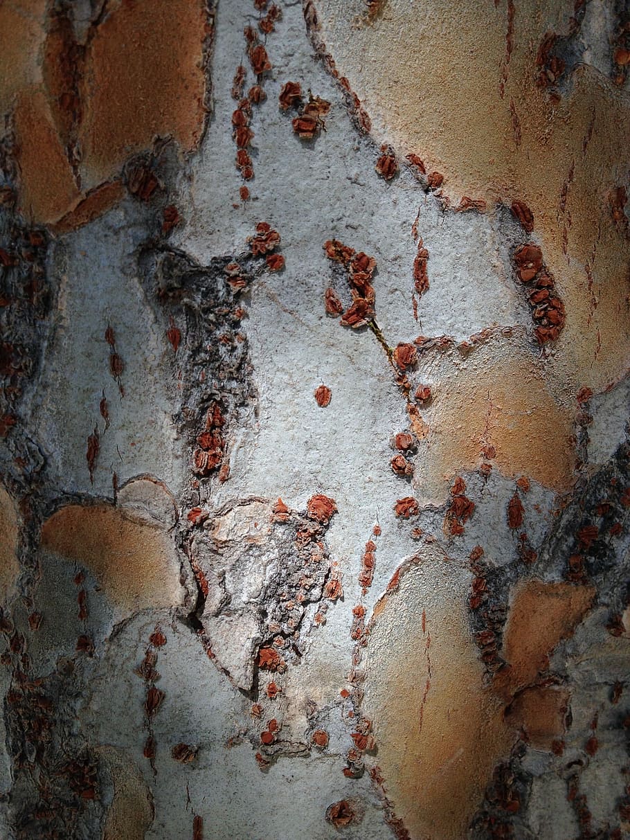 bark, texture, birch, organic, nature, natural, wooden, trunk HD wallpaper