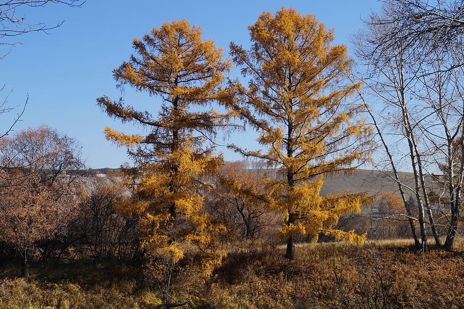 Nature, Two Trees, autumn, yellow foliage, day, plant, no people HD wallpaper
