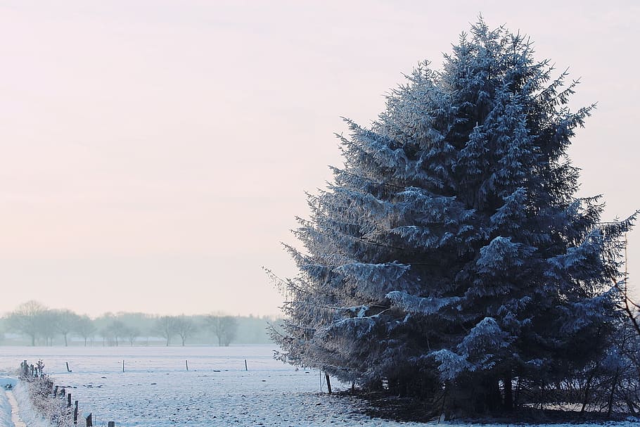 Wintry, Winter, Landscape, Snow, Snowy, winter magic, evening sky HD wallpaper