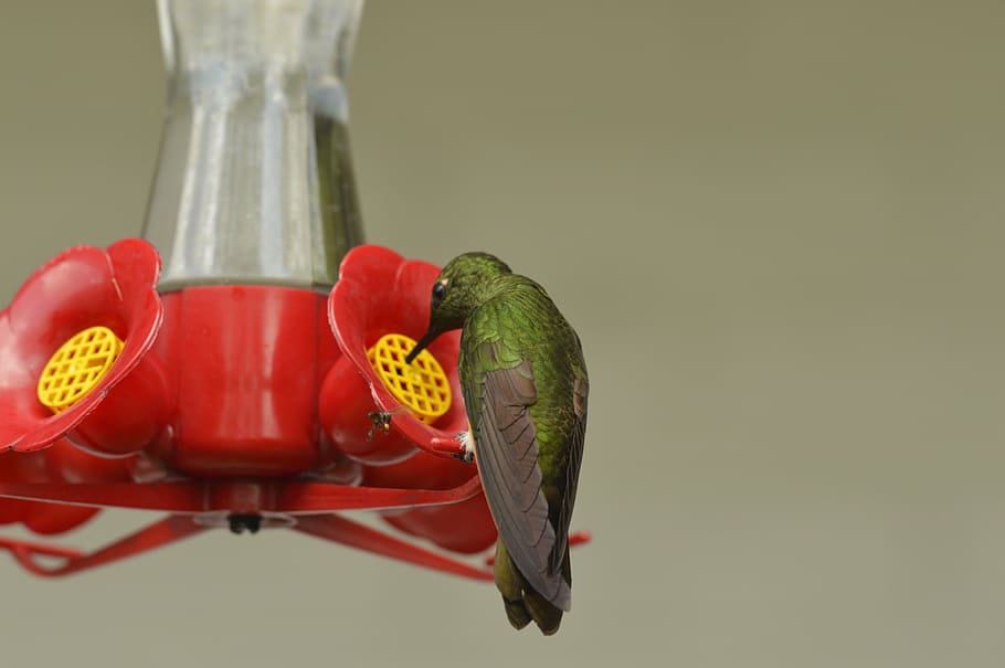 bird, bebe, water, animal themes, vertebrate, one animal, red HD wallpaper
