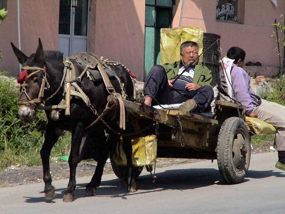 donkey carts, companions, drive, dare, china, man, person, human, HD wallpaper