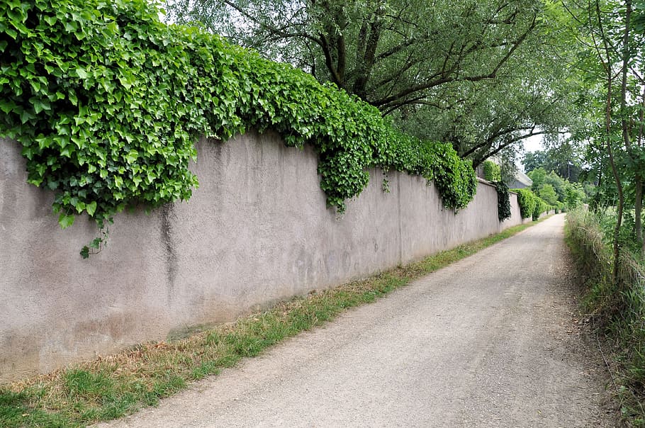 Ivy, Away, Nature, Path, Leaves, Road, romantic, green, plant HD wallpaper