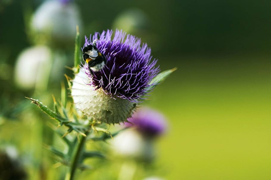 bloom, flora, flower, pink, plant, thistle, thorn, bumblebee HD wallpaper