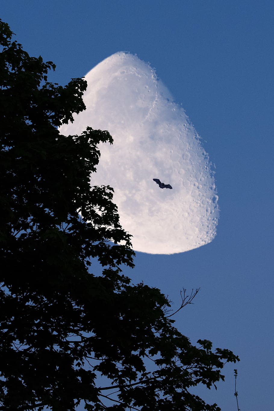 moon, tree, night, silhouette, moonlight, bat, sky, landscape HD wallpaper