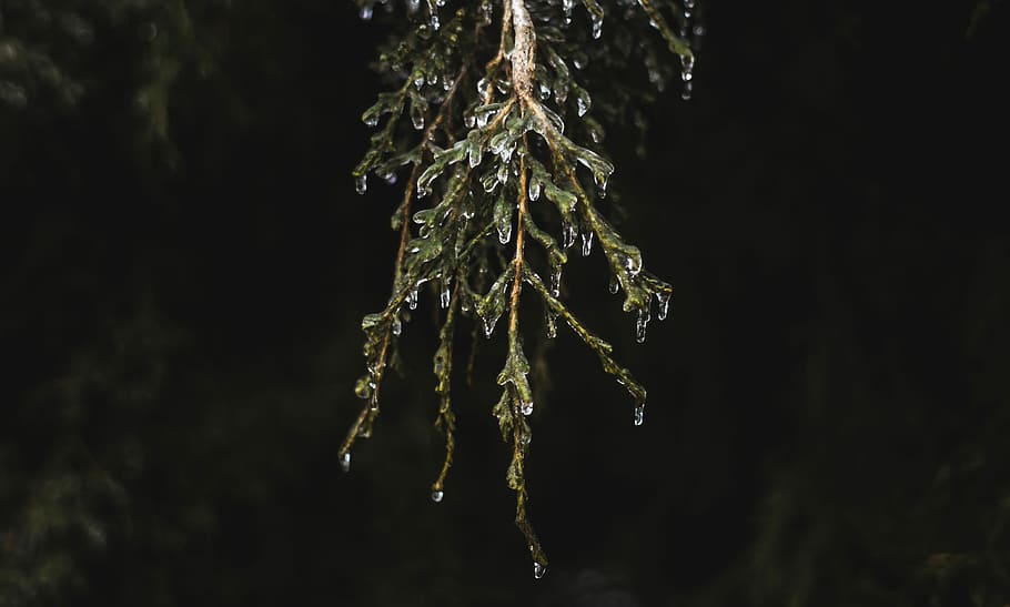 selective focus photography of green leafed branch, water drops on leaf HD wallpaper