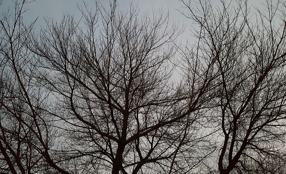 Tree, Branches, Winter, Konary, Nature, sky, leafless, nostalgia HD wallpaper
